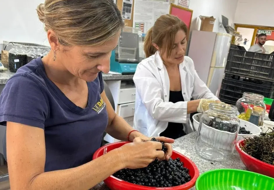 INTA San Juan desarrolla nueve variedades de uva sin semilla libres de regalías